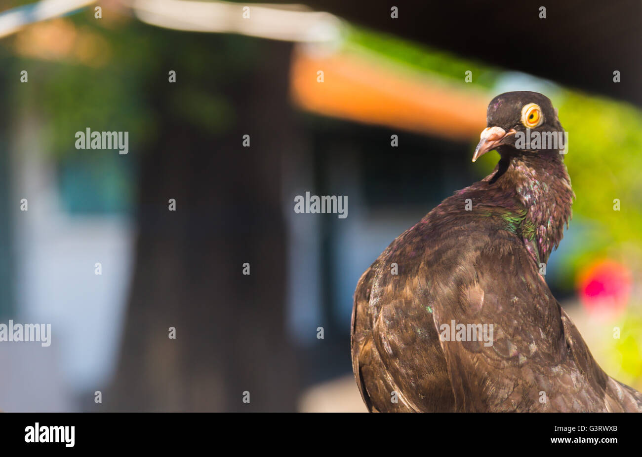 Bird faccia sul lato destro Foto Stock