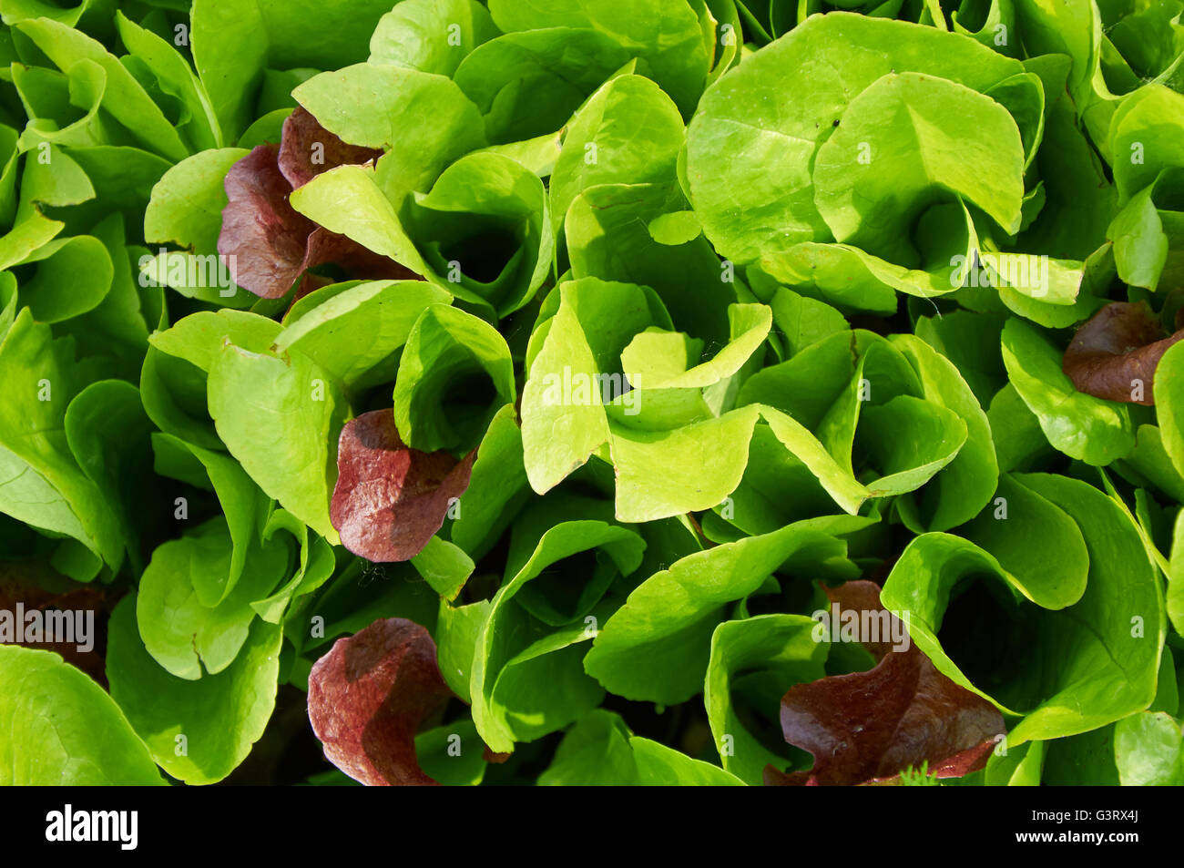 Fresco verde insalata di lattuga lascia closeup nella luce calda del sole Foto Stock