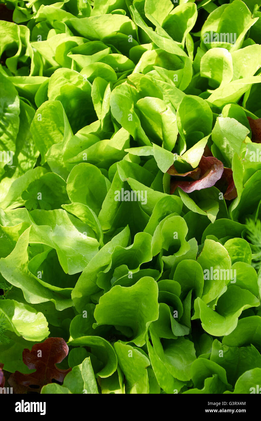 Fresco verde insalata di lattuga lascia closeup nella luce calda del sole Foto Stock