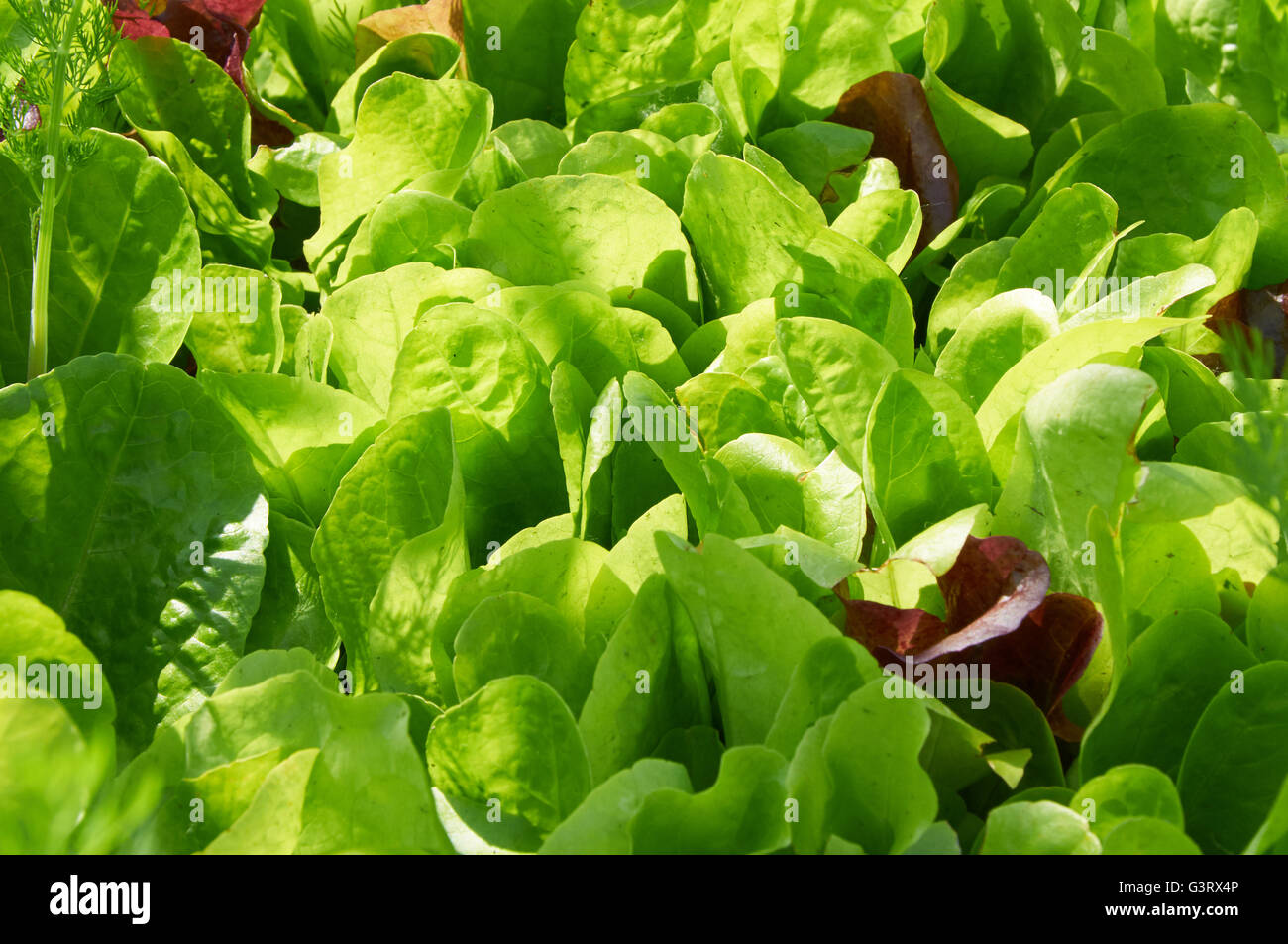 Fresco verde insalata di lattuga lascia closeup nella luce calda del sole Foto Stock