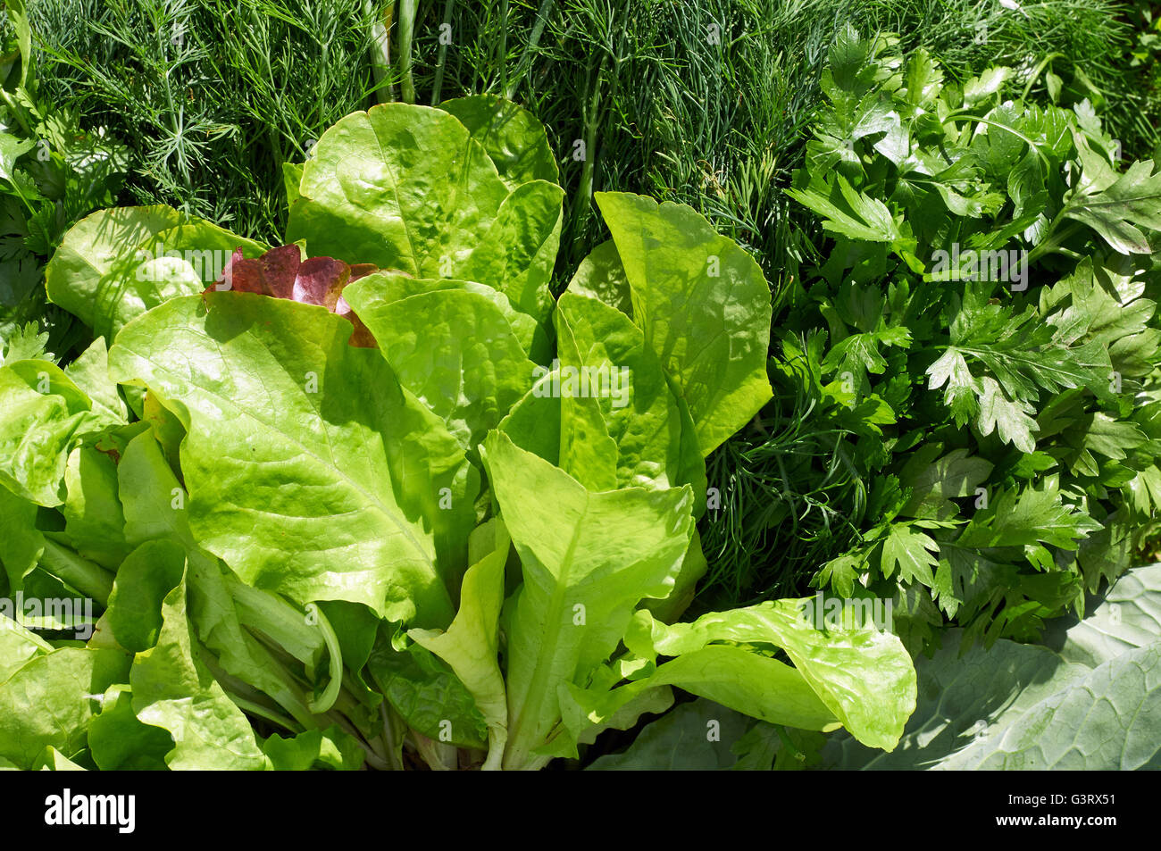 Composizione di verde di insalata fresca, aneto e prezzemolo Foto Stock
