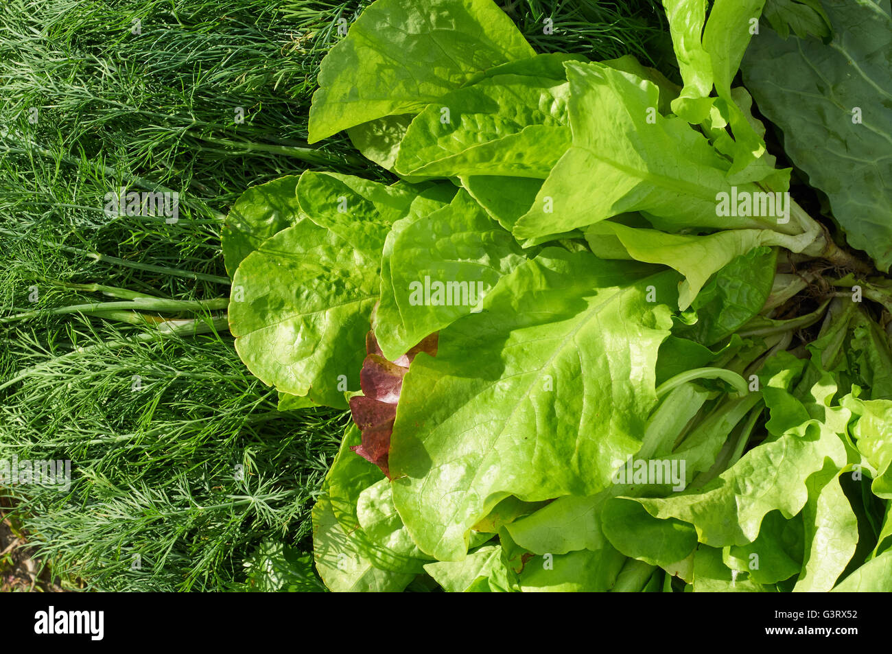 Composizione di verde di insalata fresca, aneto e prezzemolo Foto Stock