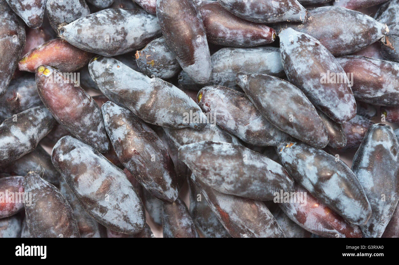 Caprifoglio freschi frutti di bosco come sfondo Foto Stock