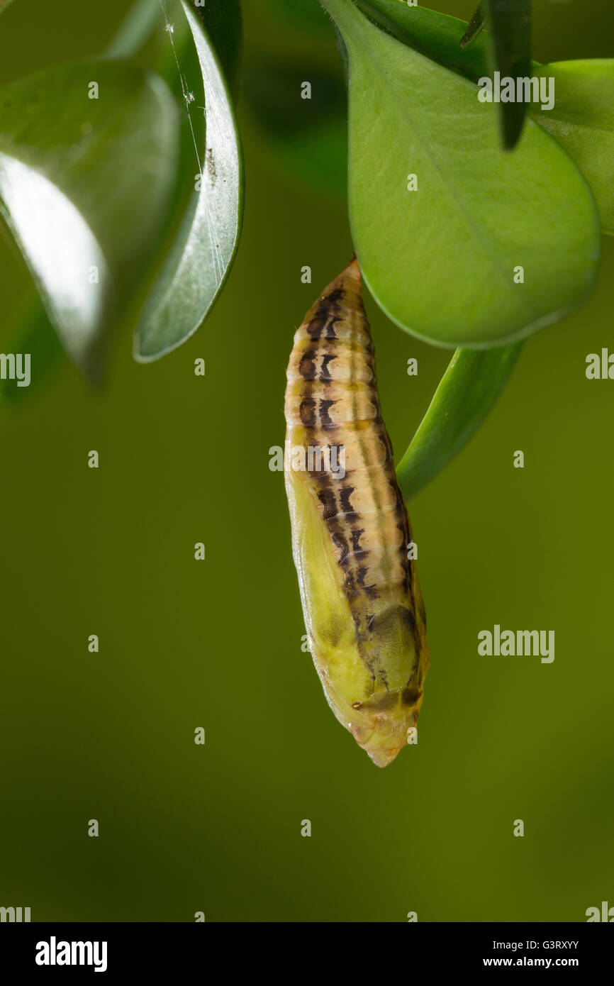 Buchsbaumzünsler, Buchsbaum-Zünsler, Puppe un Buchsbaum, Buchs, Cydalima perspectalis, albero scatola di Tarma, pupa, crisalidi, casella Foto Stock