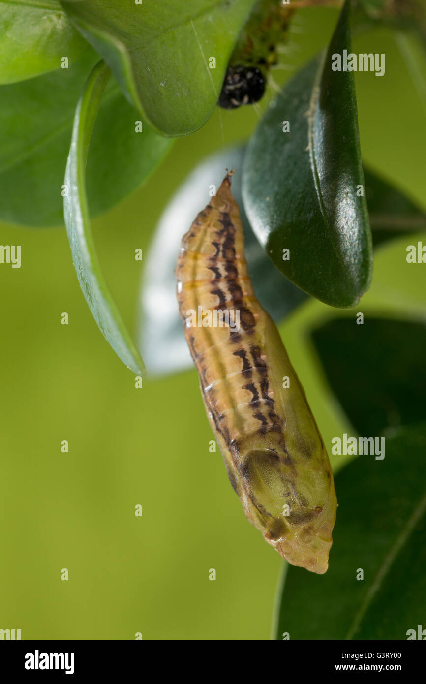 Buchsbaumzünsler, Buchsbaum-Zünsler, Puppe un Buchsbaum, Buchs, Cydalima perspectalis, albero scatola di Tarma, pupa, crisalidi, casella Foto Stock