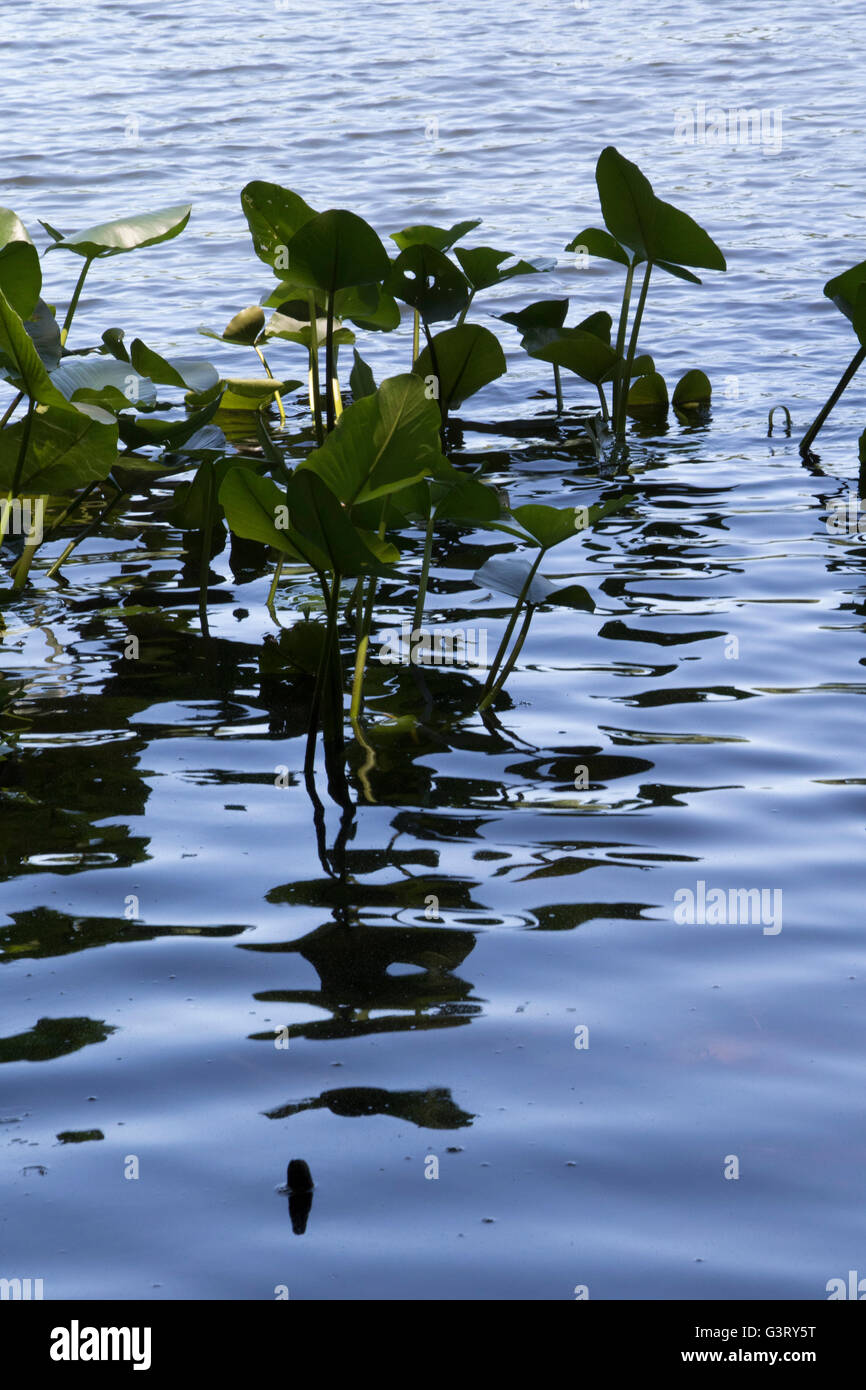 Paesaggio, Lago di piante, Verde, acqua, torrenti, Natura, stagni, ondulazioni di acqua Foto Stock