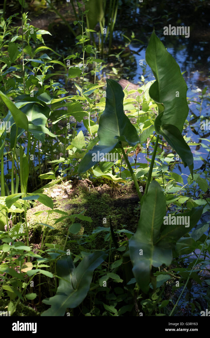 Paesaggio, Lago di piante, Verde, acqua, torrenti Foto Stock