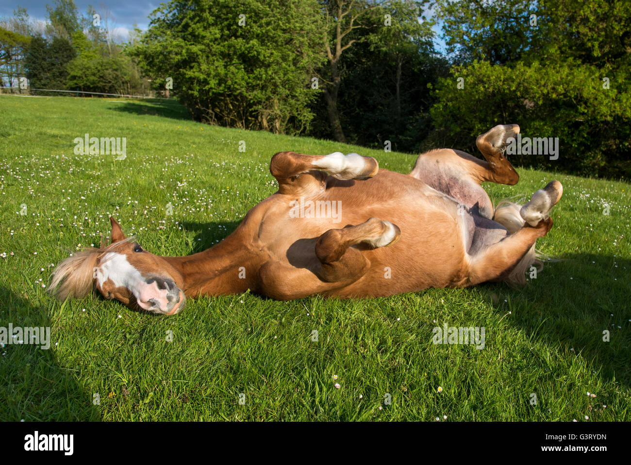 Pony di castagno avente un rullo in un campo erboso su una sera d'estate. Foto Stock