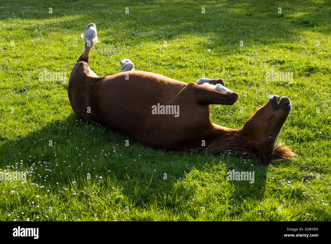 Pony di castagno avente un rullo in un campo erboso su una sera d'estate. Foto Stock