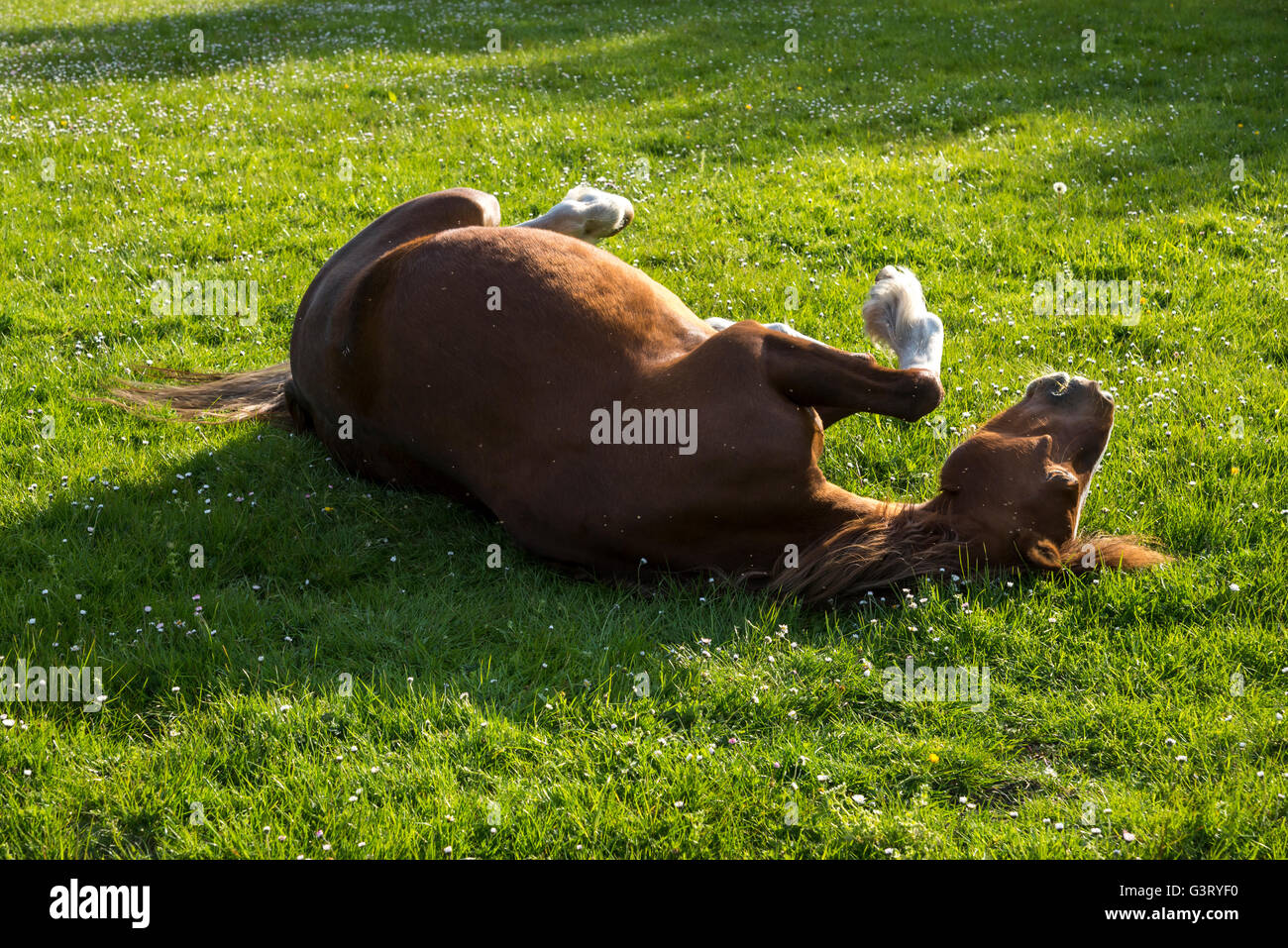 Pony di castagno avente un rullo in un campo erboso su una sera d'estate. Foto Stock
