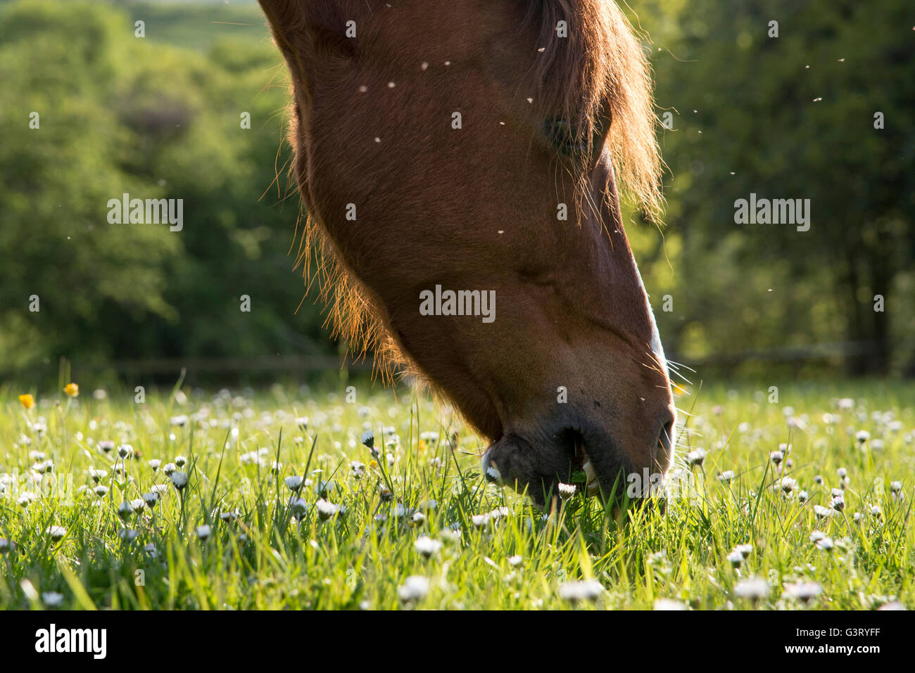 Castagno pascolo pony un campo con mosche attorno alla sua testa. Pratoline nell'erba. Foto Stock