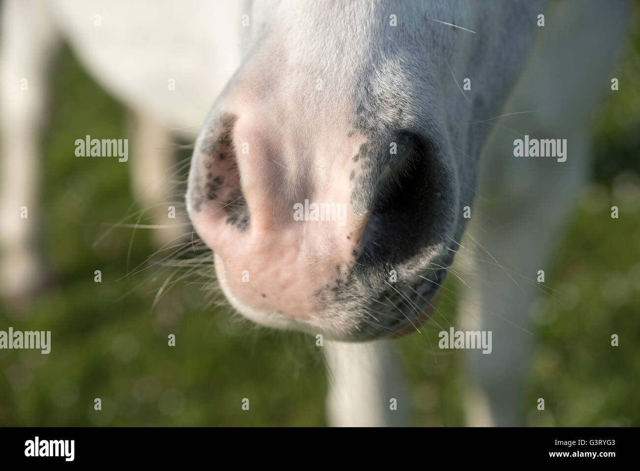 Chiusura del muso morbido di un po' di pony grigio. Foto Stock