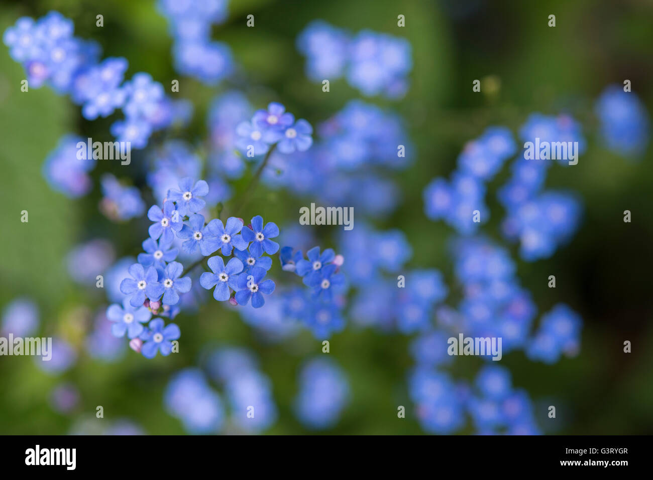 Close up Brunnera macrophylla fiori. Dolce di fiori blu di questa fioritura primaverile pianta perenne. Foto Stock