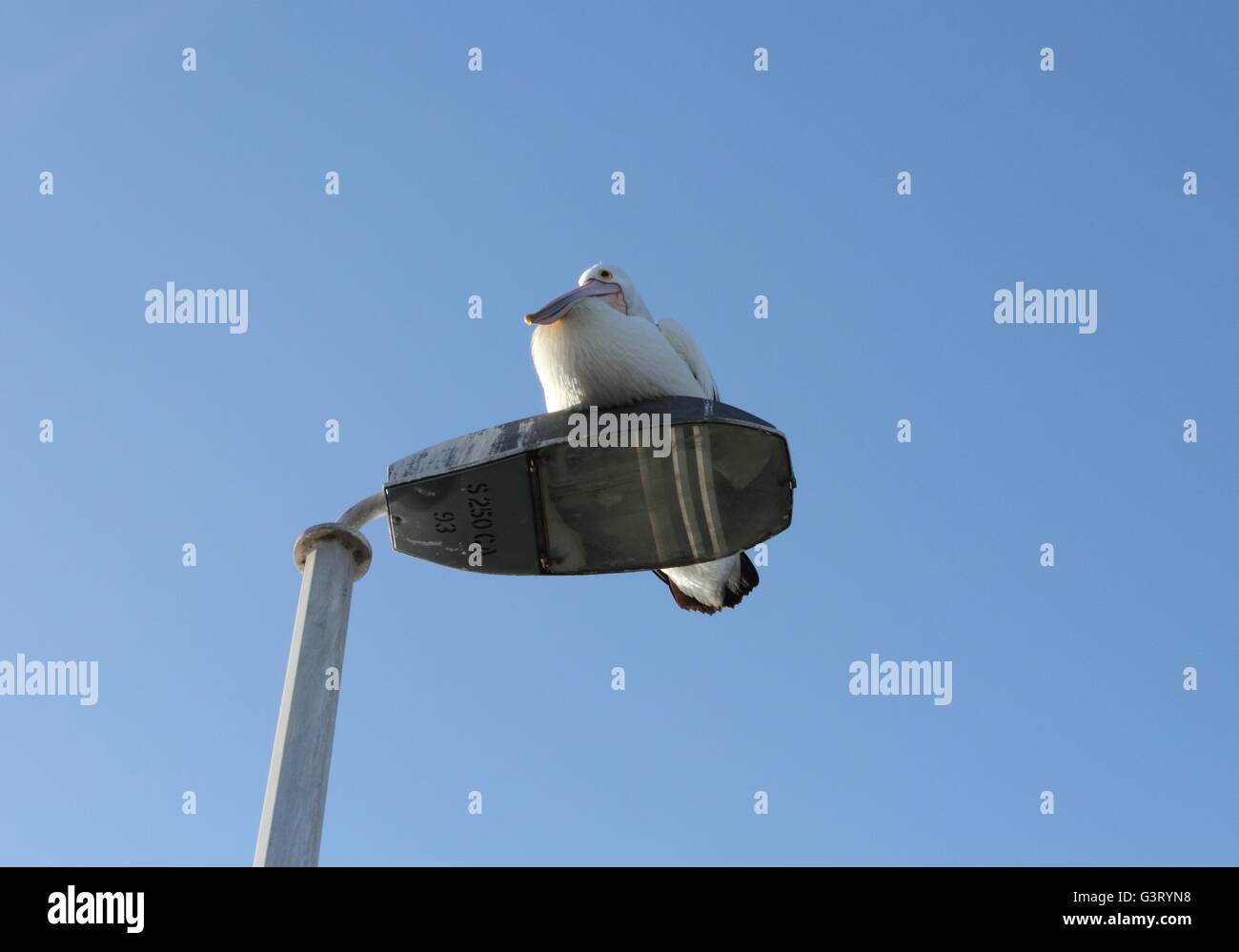 Pelican relax su una luce post Foto Stock