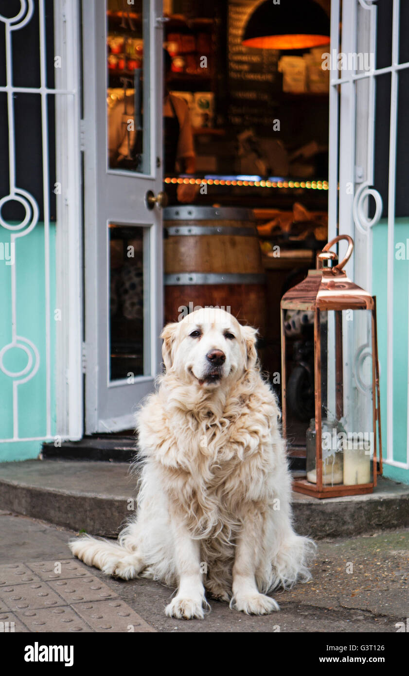 Un simpatico cane in attesa del suo proprietario al di fuori di un negozio in Bermondsey, Londra Foto Stock