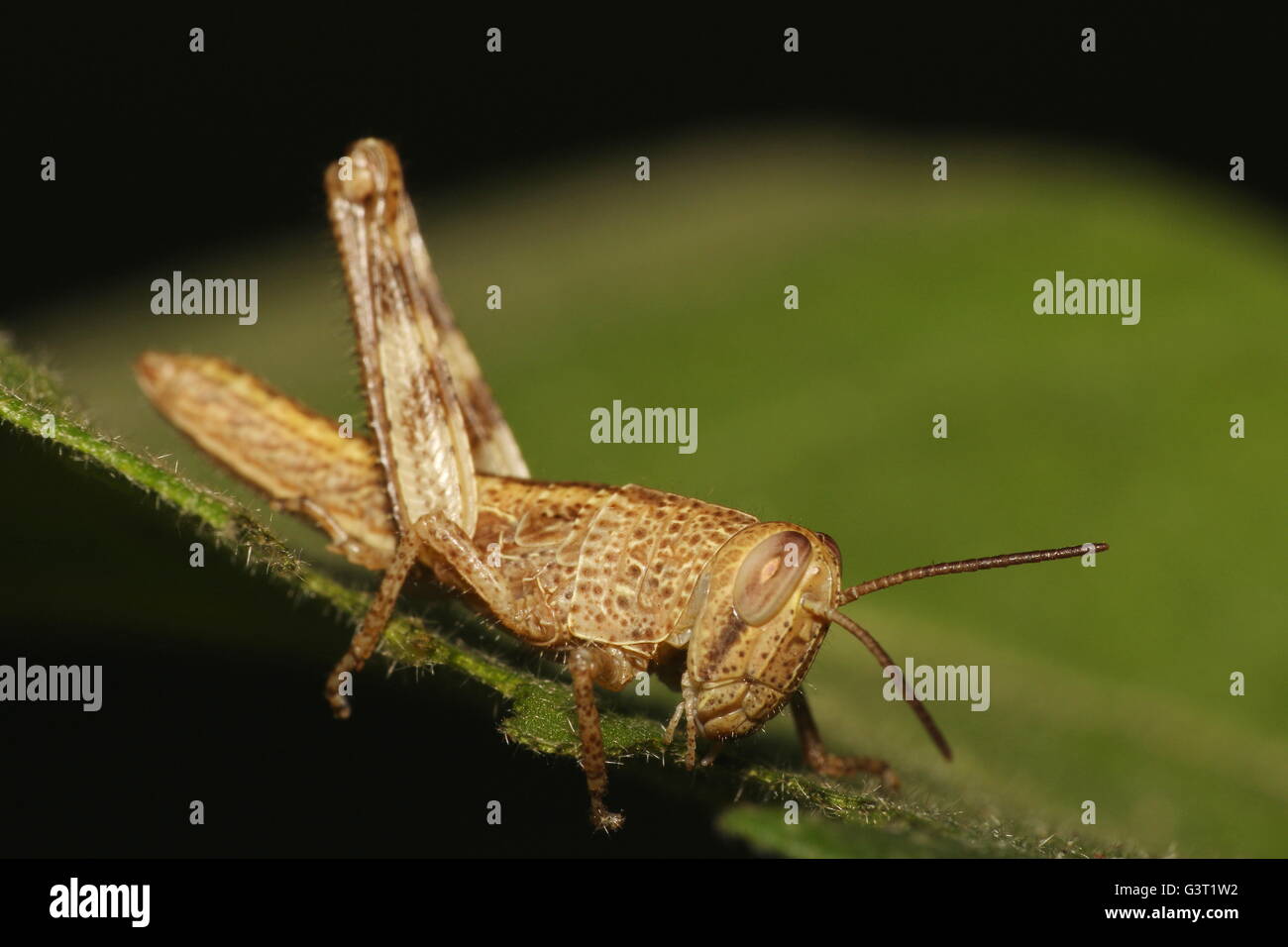 Brown grasshopper alimentazione su una foglia Foto Stock