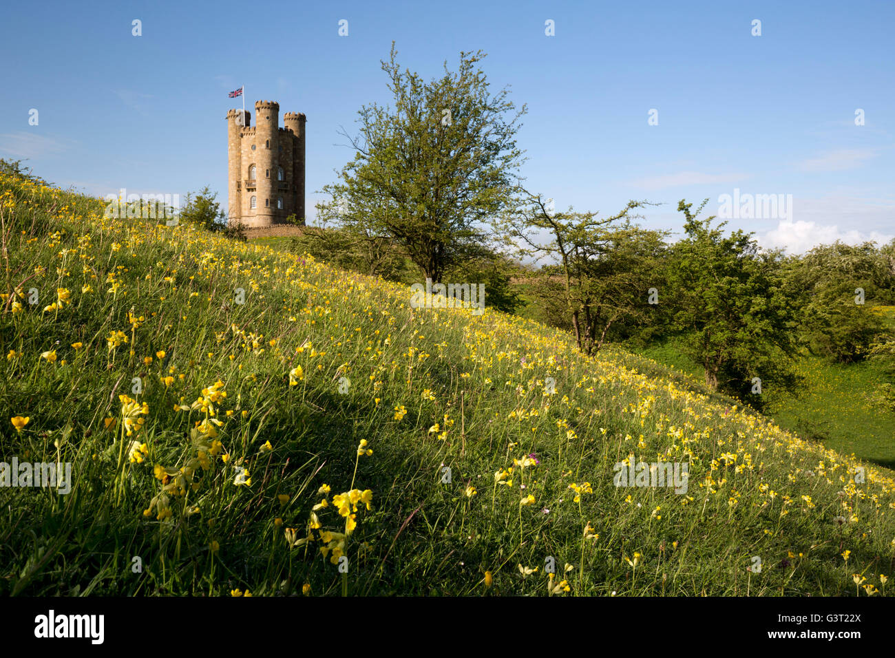 Torre di Broadway in mezzo cowslips, Broadway, Cotswolds, Worcestershire, England, Regno Unito, Europa Foto Stock