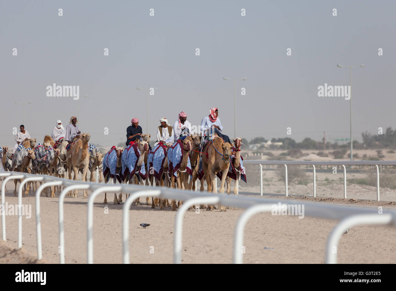 Esercizio di cammelli al Camel Racetrack, Al-Shahaniya, in Qatar. Foto Stock Esercizio di cammelli al Camel Racetrack, Al-Shahaniya, in Qatar. Foto Stock