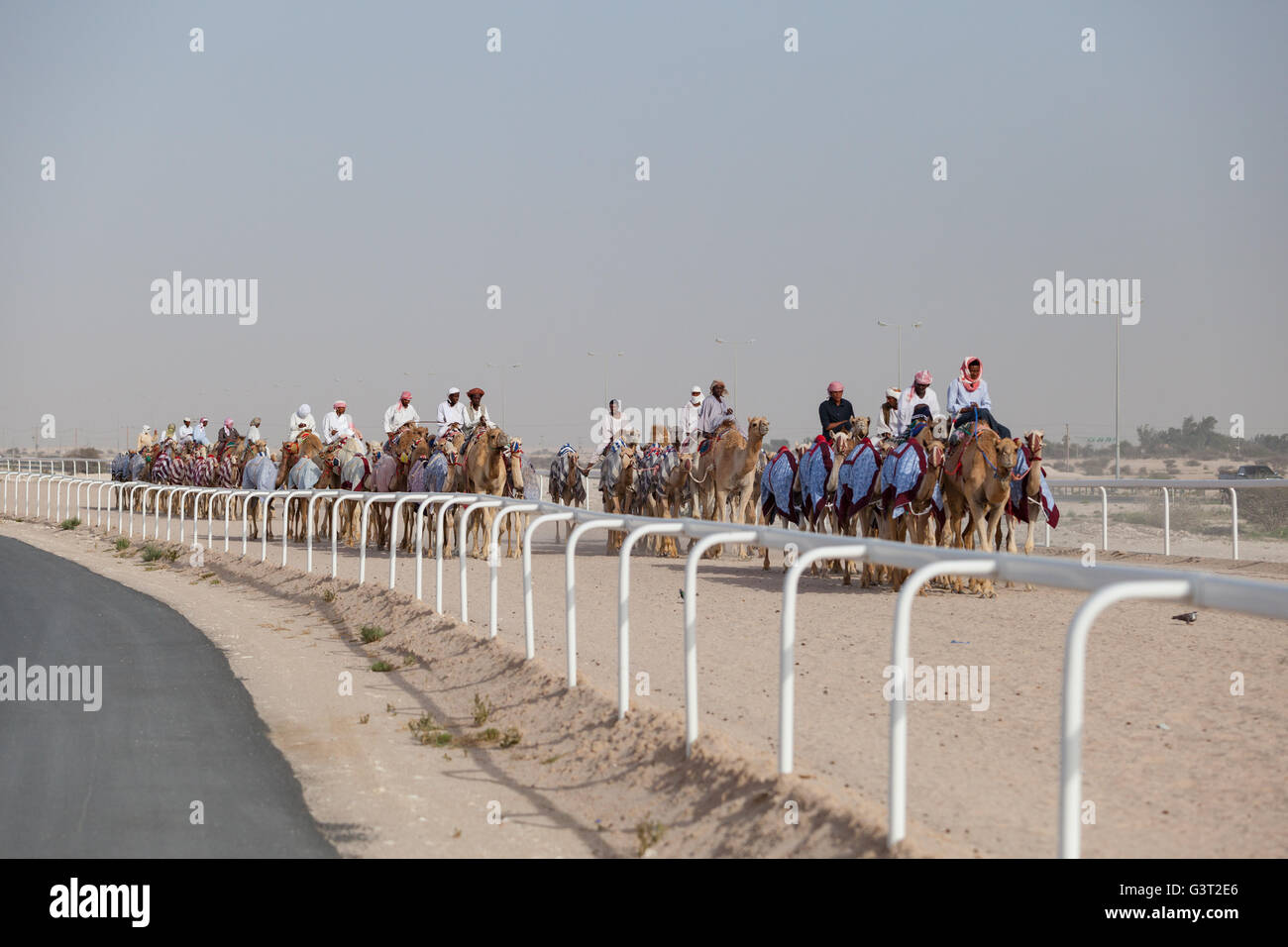 Esercizio di cammelli al Camel Racetrack, Al-Shahaniya, in Qatar. Foto Stock Esercizio di cammelli al Camel Racetrack, Al-Shahaniya, in Qatar. Foto Stock