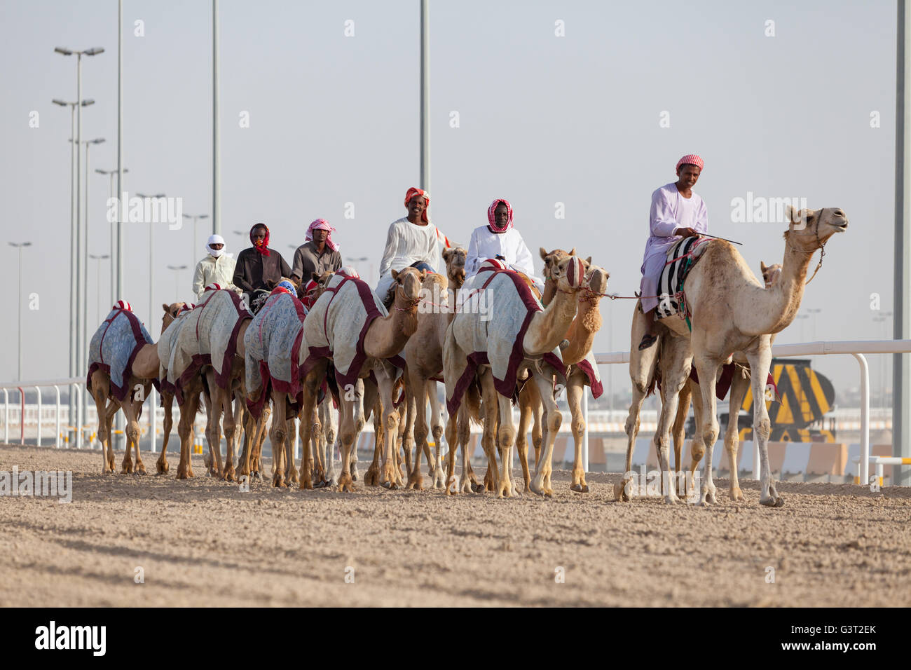 Esercizio di cammelli al Camel Racetrack, Al-Shahaniya, in Qatar. Foto Stock