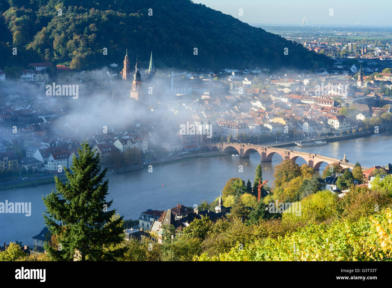 Vista da filosofi modo con un vigneto nella nebbia mattutina sulla città vecchia con Heiliggeistkirche e il vecchio Ponte sopra il Nec Foto Stock