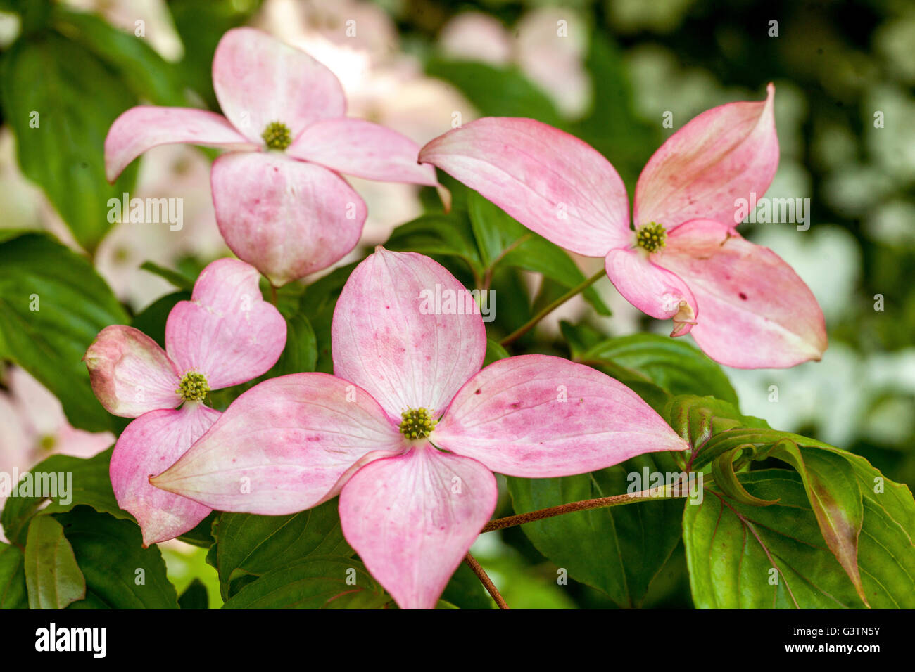 Corniolo, Cornus Kousa 'Satomi', petali di rosa Foto Stock
