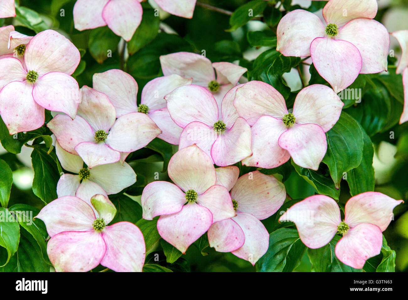 Corniolo, Cornus Kousa 'Satomi', petali di rosa Foto Stock