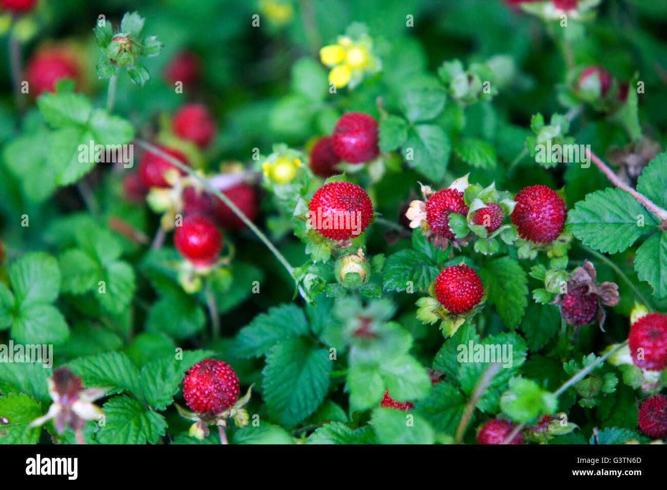 Potentilla indica precedentemente Duchesnea indica, Gurbir, Indiano di fragole o false fragola Foto Stock