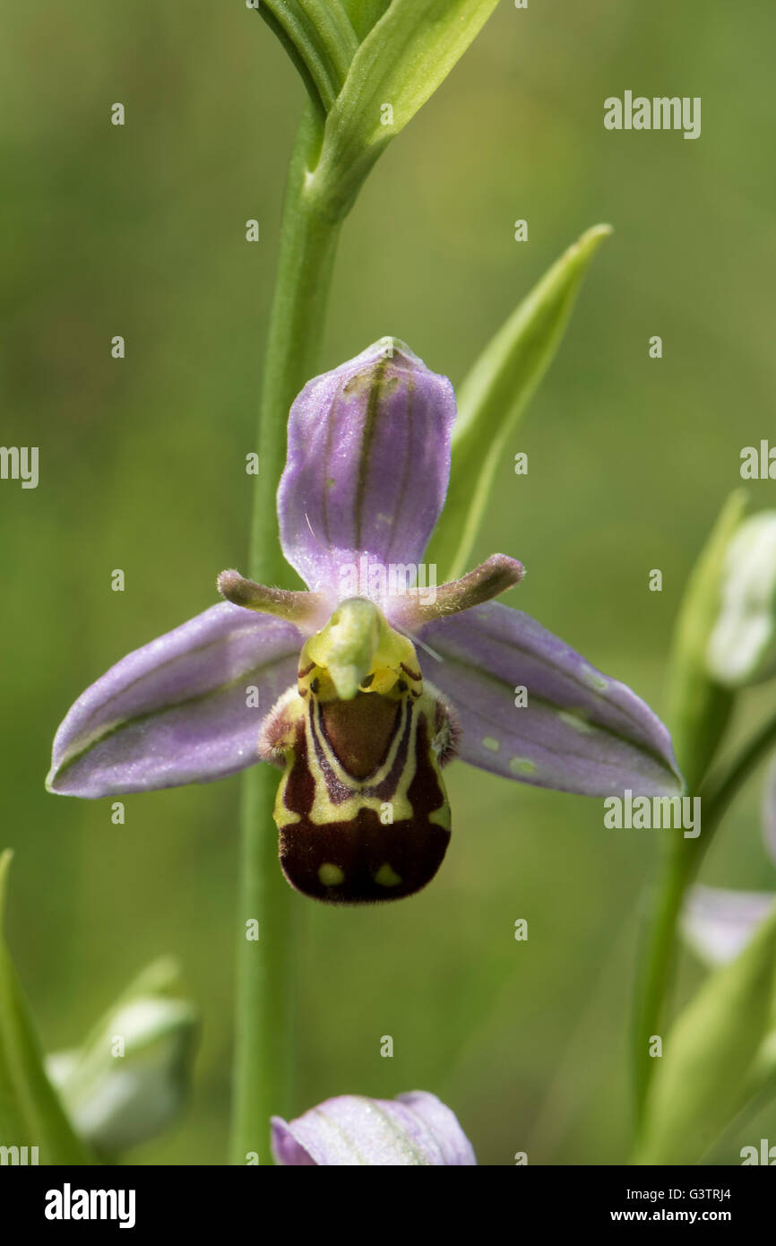 Ophrys apifera, Bee Orchid, crescendo su chalk downland, Surrey, Regno Unito. Maggio. Foto Stock