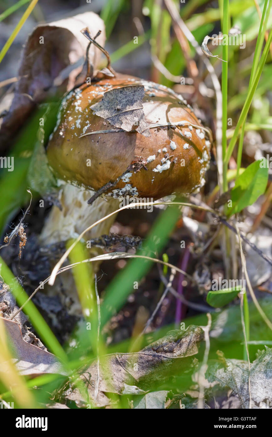 Un giovane Amanita Pantherina, chiamato anche panther cap o false blusher, nascosto sotto le foglie in autunno in un bosco' ambien naturale Foto Stock