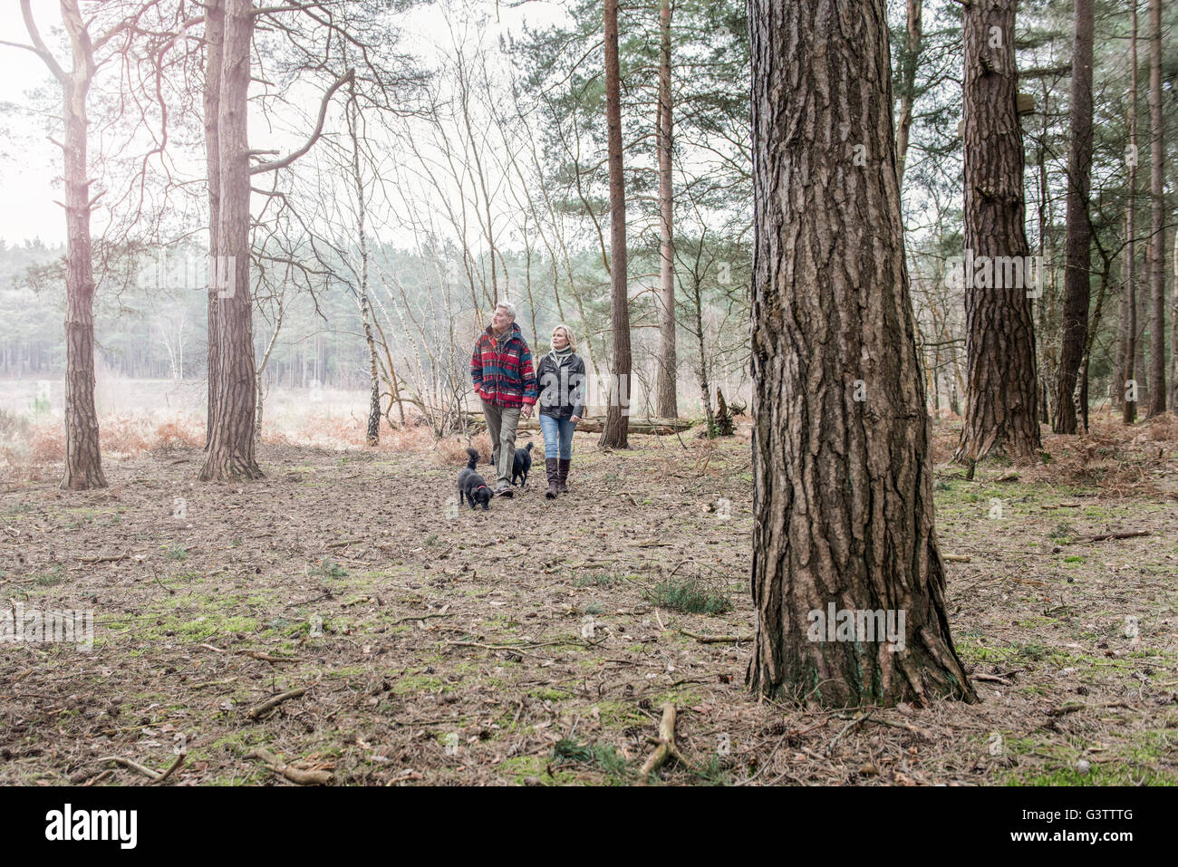 Coppia senior godendo di una passeggiata nei boschi con i loro cani. Foto Stock