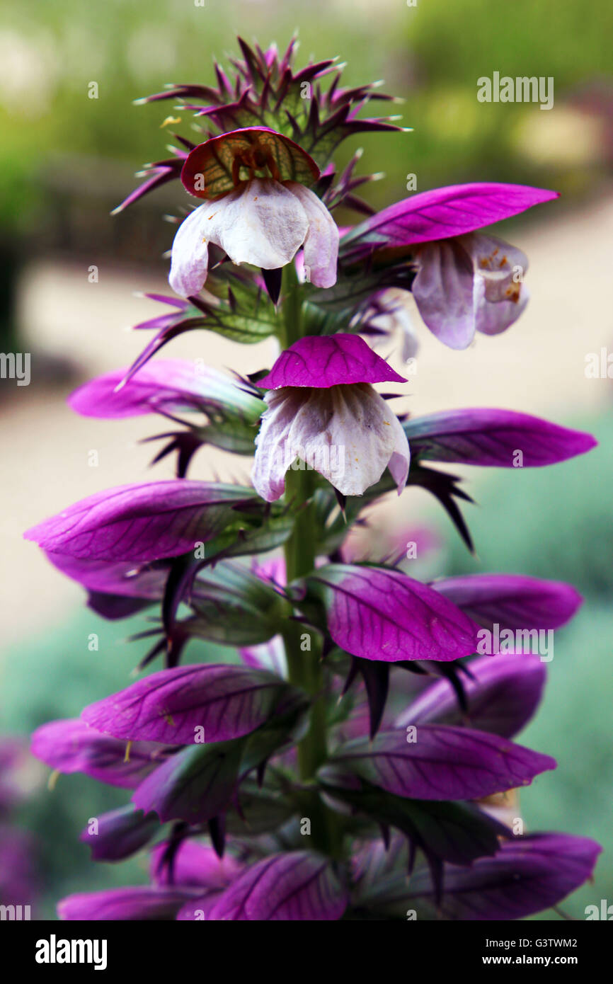 Acanto mollis bear's calzoncini, bearsfoot o impianto di oyster estate fiore perenne luglio bianco marrone Viola pianta di giardino di fiori Foto Stock