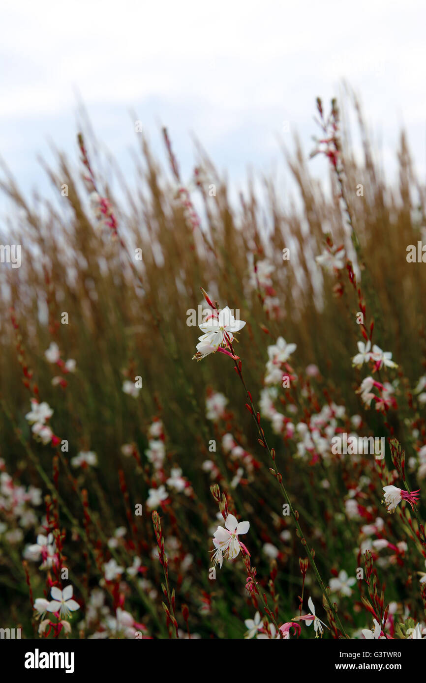 Gaura lindheimeri "vorticoso' Farfalle Butterfly Foto Stock