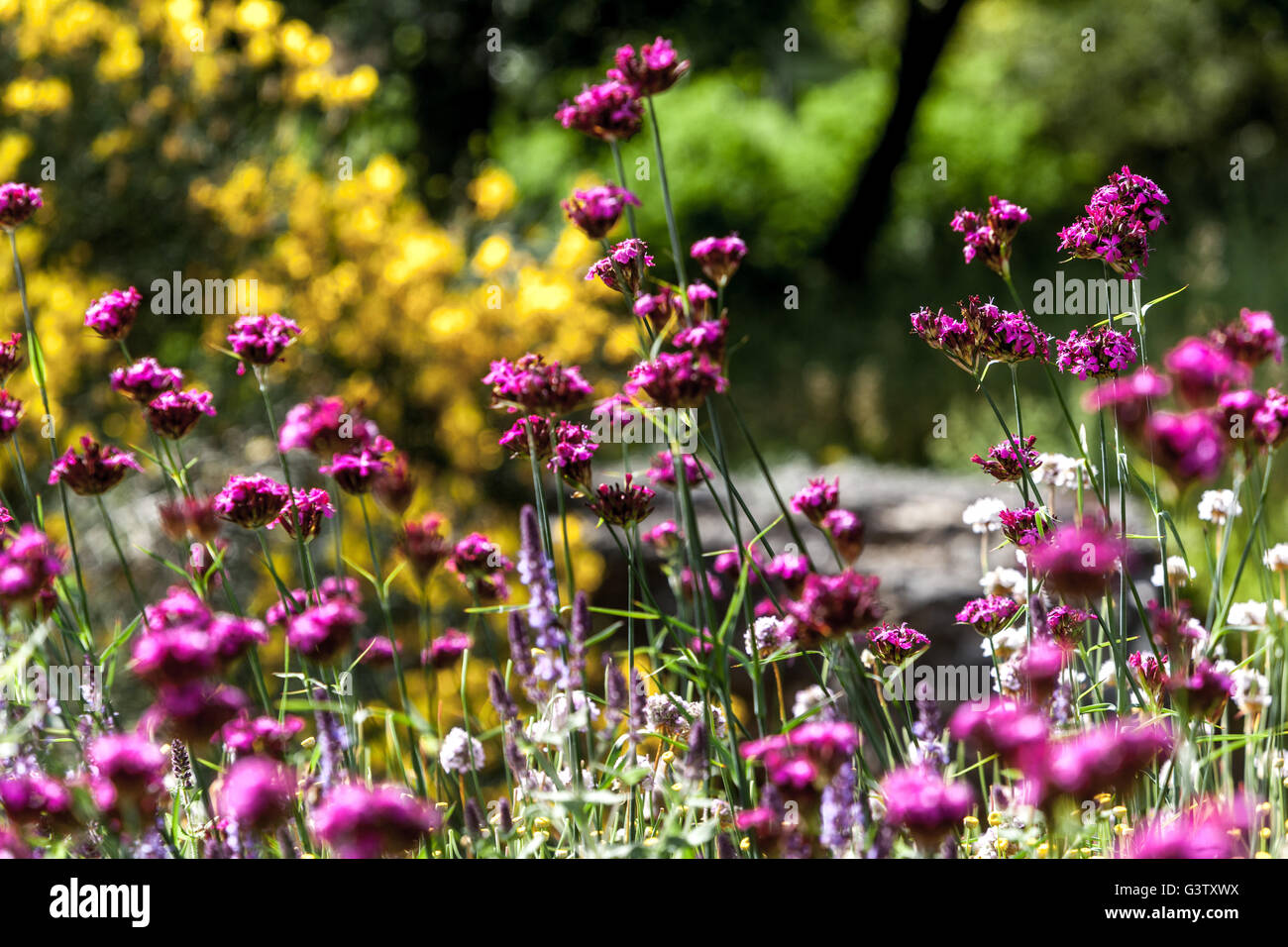 Dianthus sylvaticus fioritura, giardino, prato estivo, fiori perenni, giardino naturalistico, giardino colorato Foto Stock