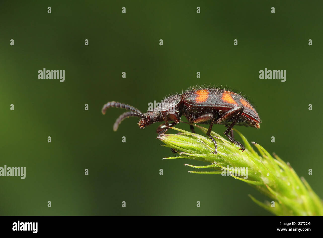 Coleoptera, chrysomela, chrysomelidae, chrysomeloidea Foto Stock