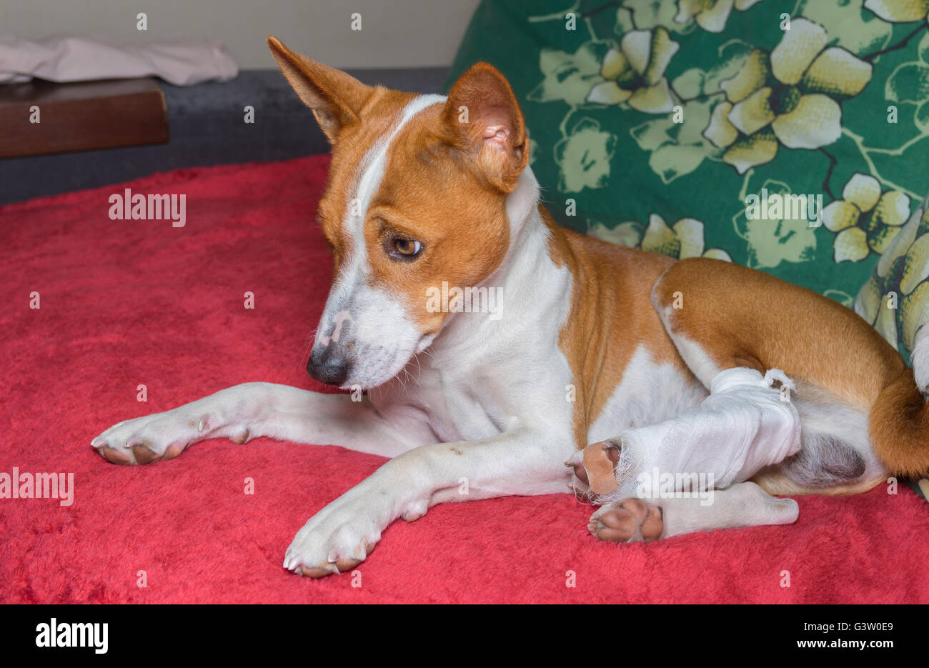 Triste basenji cane con rotte bendata hind piedi appoggiati su un divano Foto Stock