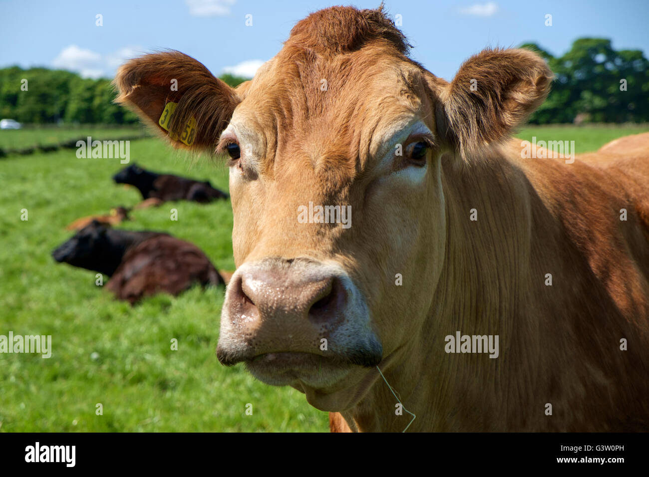 Jersey mucca di sbirciare da dietro una recinzione, Holme Valley, West Yorkshire, Inghilterra, Regno Unito Foto Stock