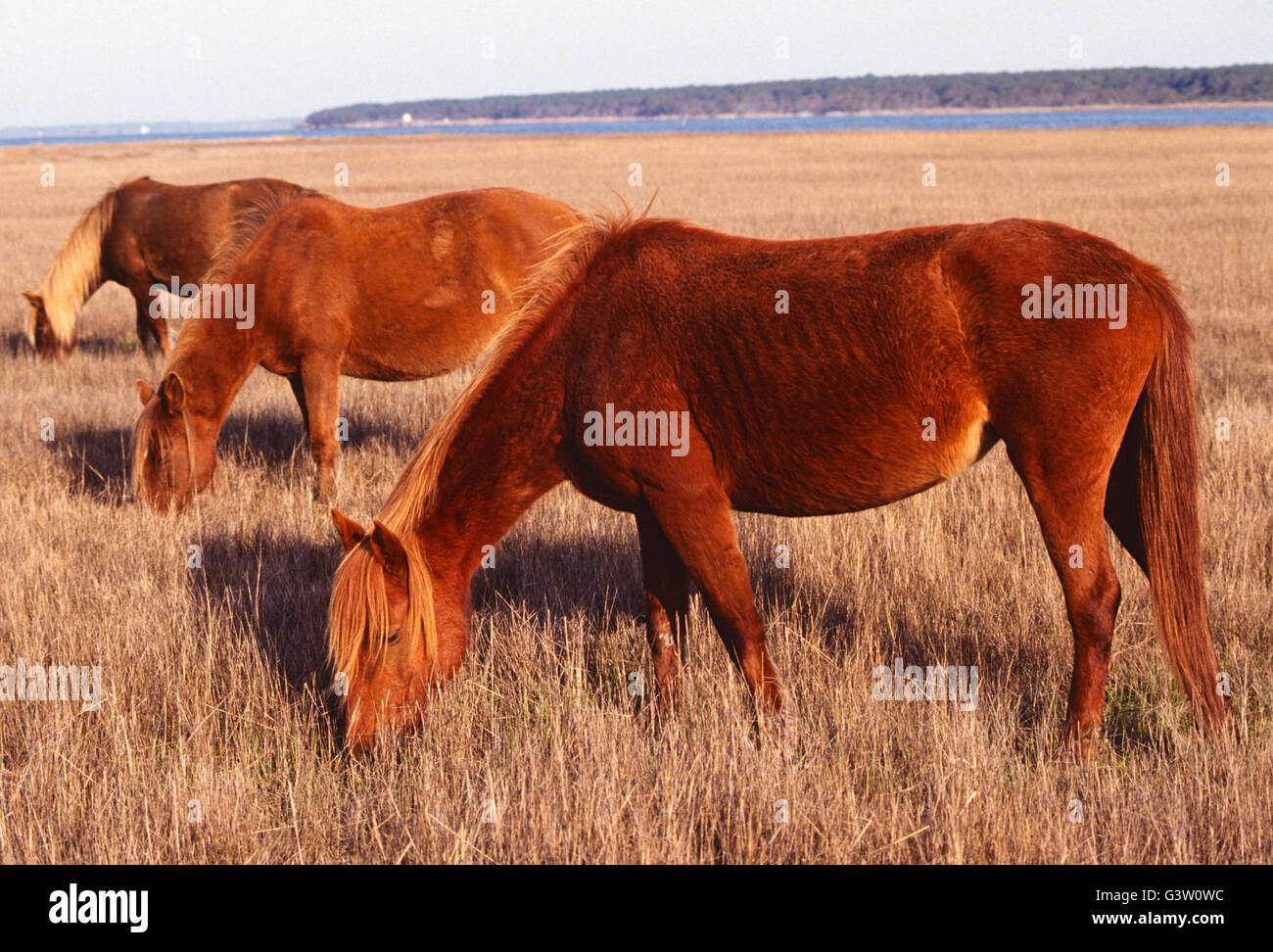 Cavalli selvaggi (noto come "Pony") in Chincoteague National Wildlife Refuge, Assateague Island, Virginia, Stati Uniti d'America Foto Stock