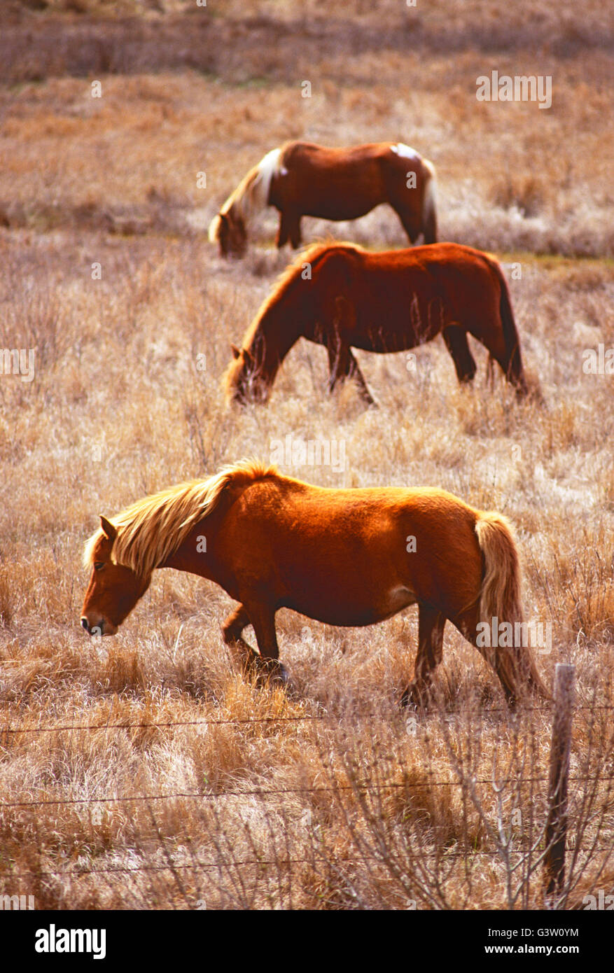 Cavalli selvaggi (noto come "Pony") in Chincoteague National Wildlife Refuge, Assateague Island, Virginia, Stati Uniti d'America Foto Stock