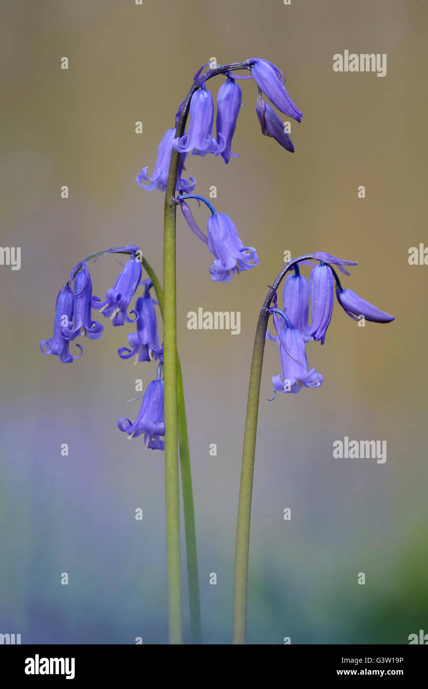 Blooming bluebells in hallerbos, Halle, Brabante fiammingo provincia, Belgio Foto Stock