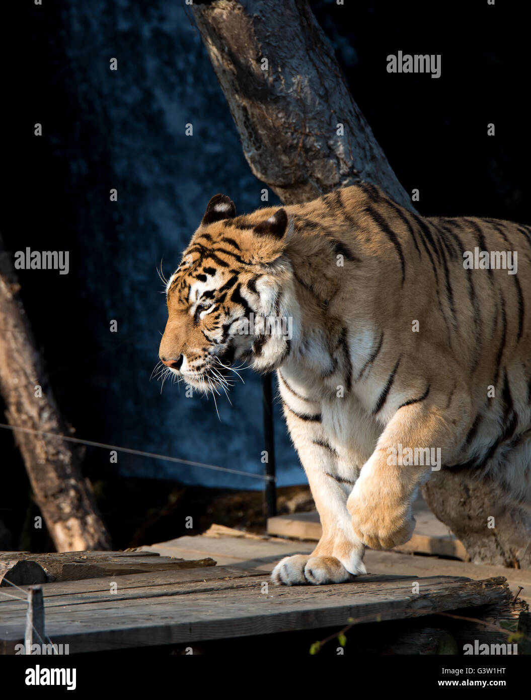 Tigre Siberiana (Panthera tigris altaica) Foto Stock