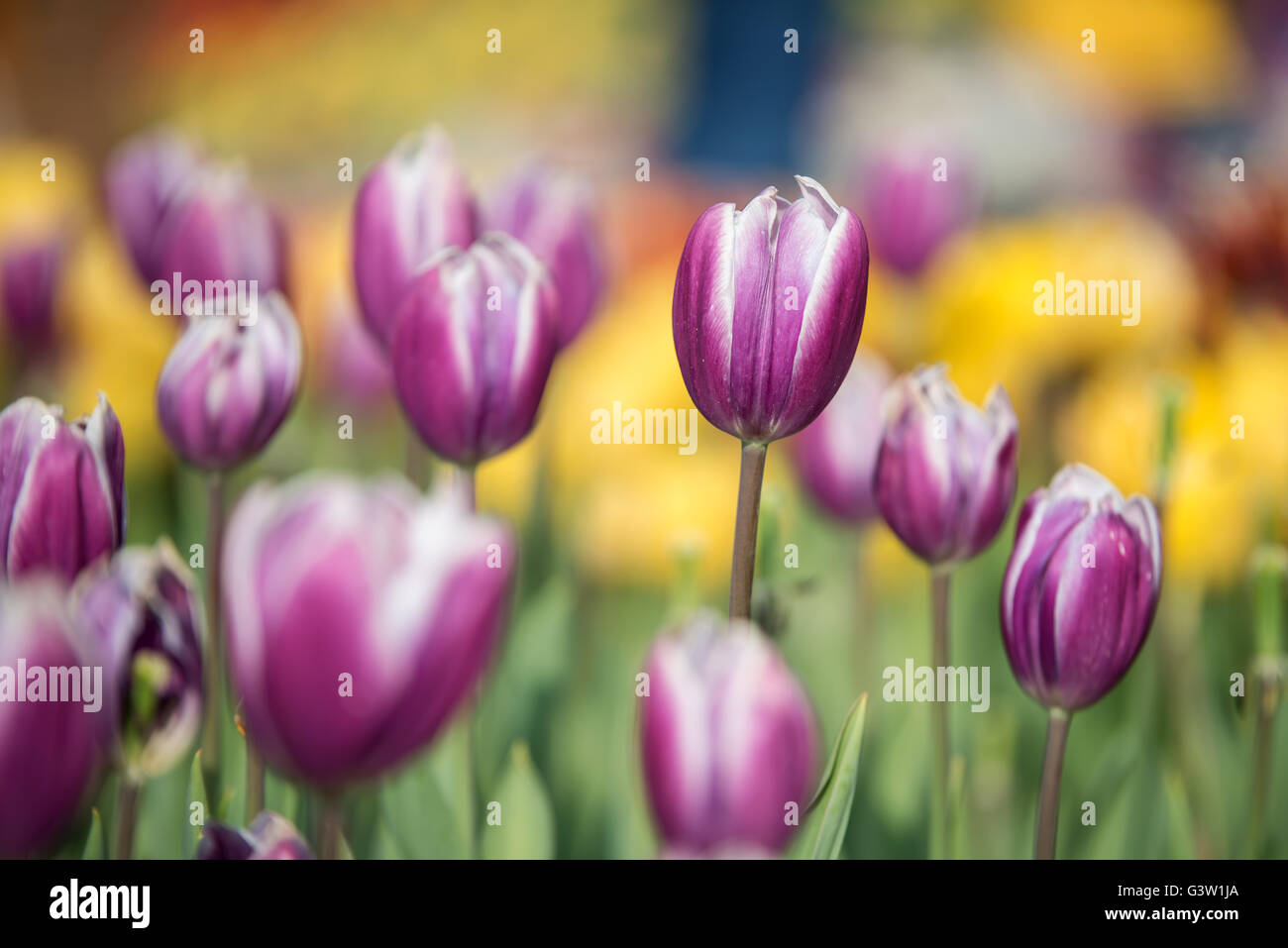 La molla del primo crocus fiori Foto Stock