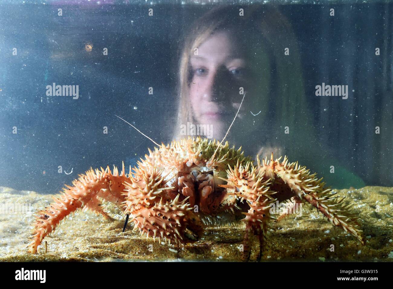 Portare Aquarist Rowena Kennedy esamina un granchio spinoso in quarantena un serbatoio di contenimento al SEA LIFE London Aquarium. Foto Stock