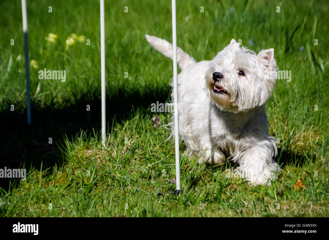 West Highland White Terrier facendo agilità (slalom) Foto Stock