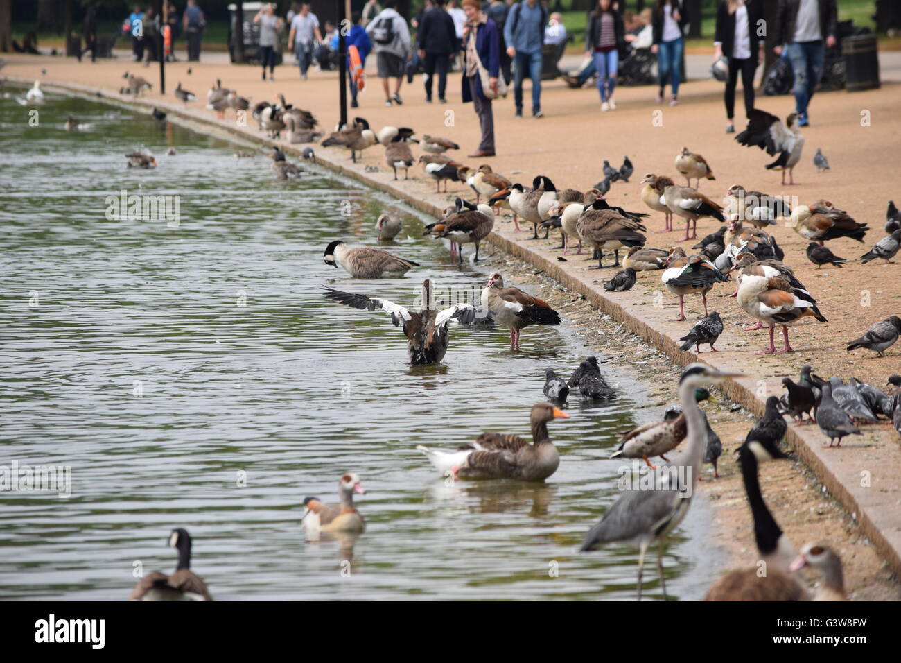 uccelli acquatici. Foto Stock