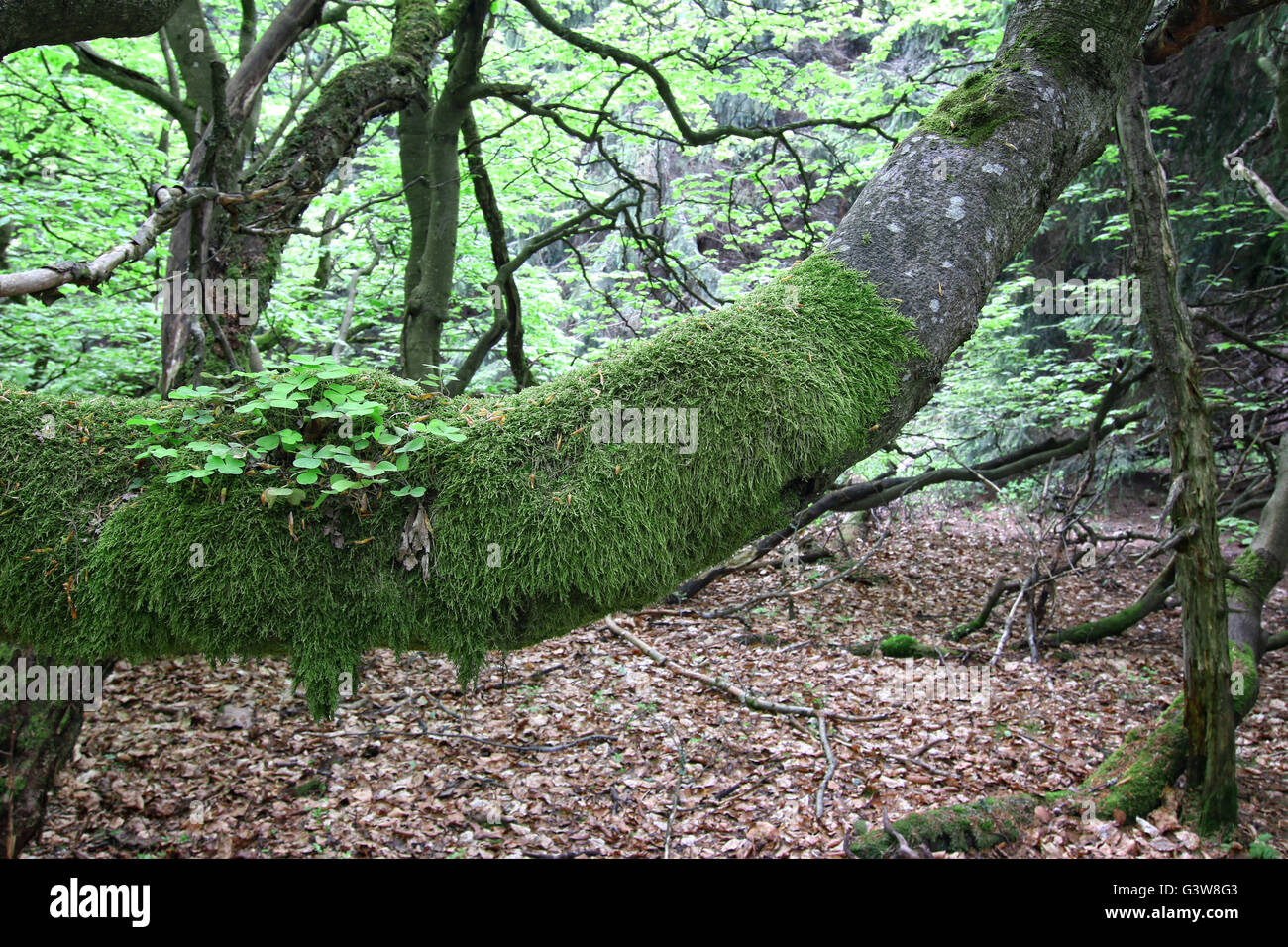 Vecchio lodgepole ramo di faggio rivestito con moss - dettaglio Foto Stock