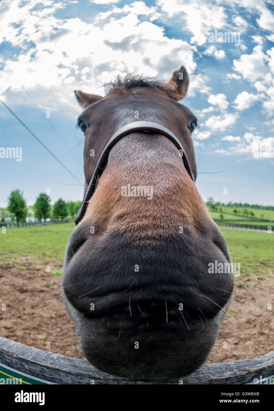 La masticazione sul recinto: un cavallo naso utilizzando una lente fisheye offre una prospettiva unica Foto Stock