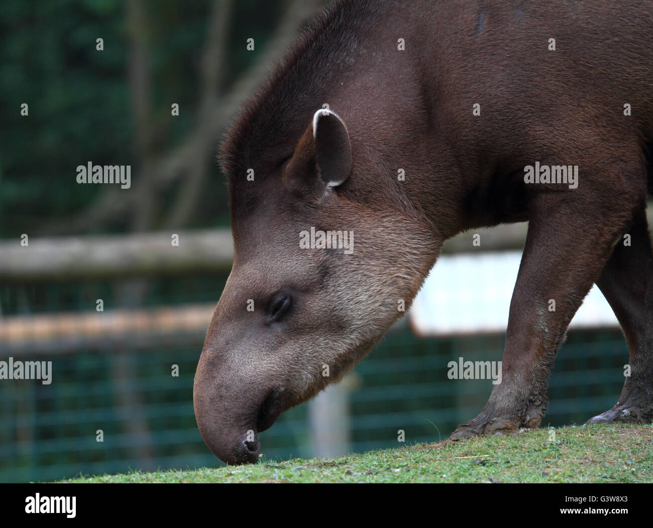 Sud Americana il tapiro (Tapirus terrestris) Foto Stock