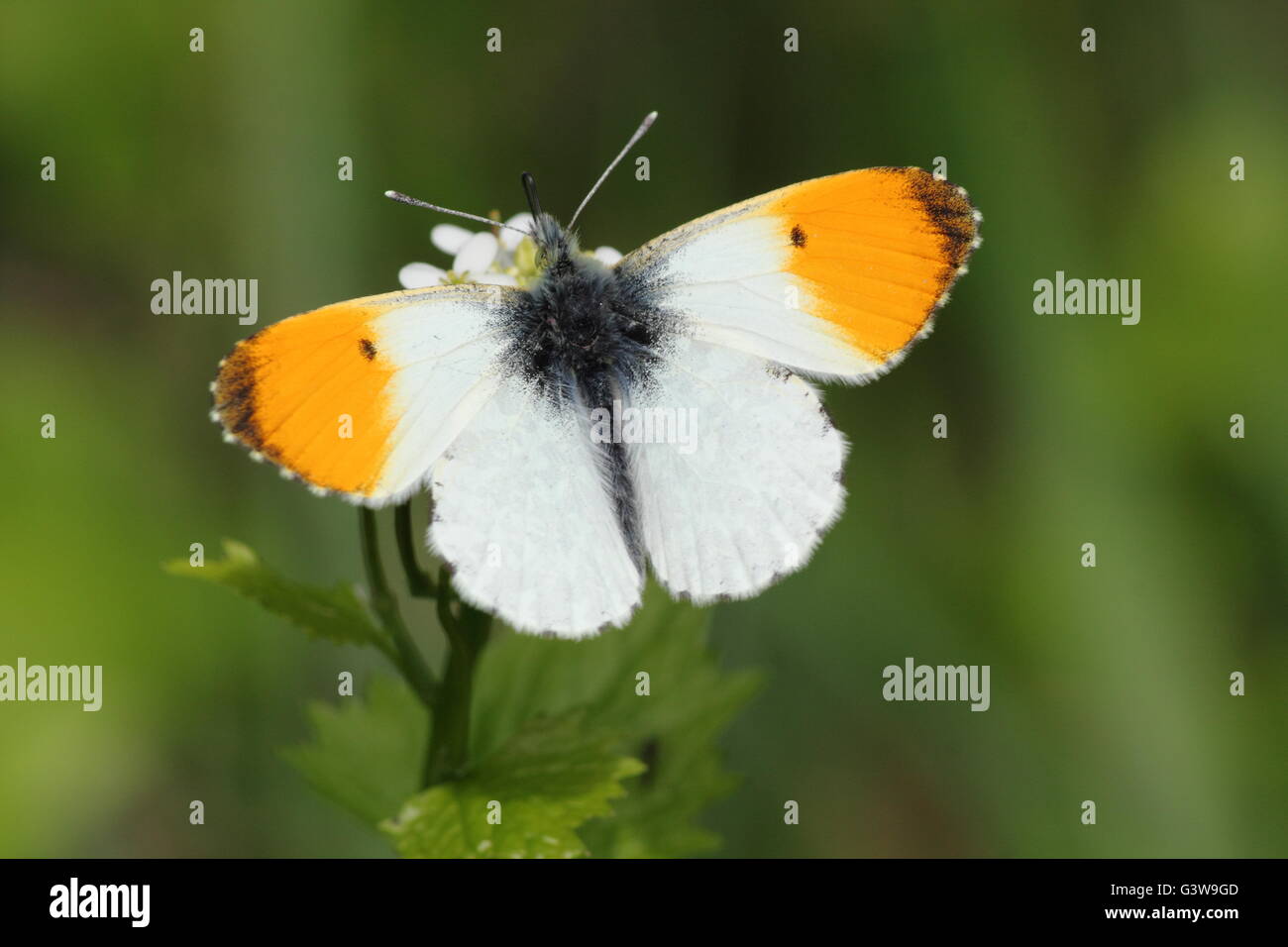 Punta arancione farfalla (Anthocharis cardamines) a riposo in un campo siepe habitat, Nottinghamshire England Regno Unito - Maggio Foto Stock