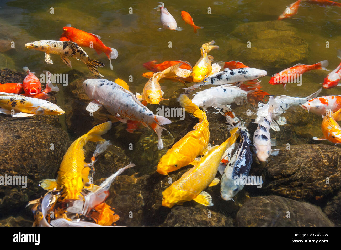 Giallo, oro, rosso e bianco Koi, noto anche come nishikigoi, addomesticati carpa comune per laghetti da giardino per scopi decorativi Foto Stock